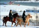 Icelandic horses